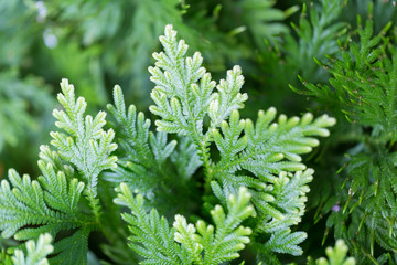 Close up light on leaves of pine tree background
