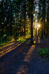 Sun rays alone in the woods
