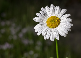 Fototapeta premium Flower droplets