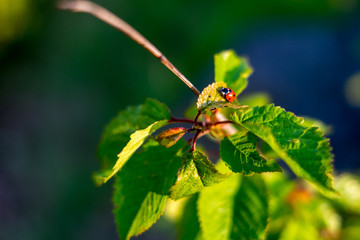 Ladybird