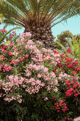 nature poster. flowers and palm tree