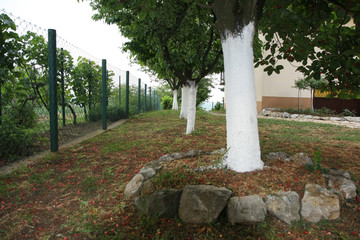Alley of cherry trees