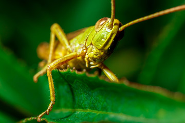 Fototapeta premium Macro of a grasshopper.