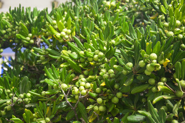 Tree with green small fruits, pittosporum, summer, Spain