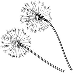 Wildflower dandelion in a vector style isolated. Full name of the plant: dandelion. Vector flower for background, texture, wrapper pattern, frame or border.