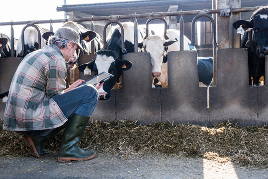 Dairy farm worker checking wellbeing of his cows