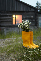a bouquet of white small flowers in yellow rubber boots on the background of a wooden log house