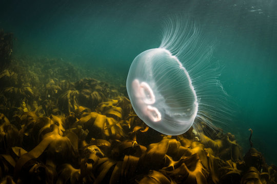 Moon jellyfish (Aurelia aurita), underwater view, Doolin, Clare, Ireland