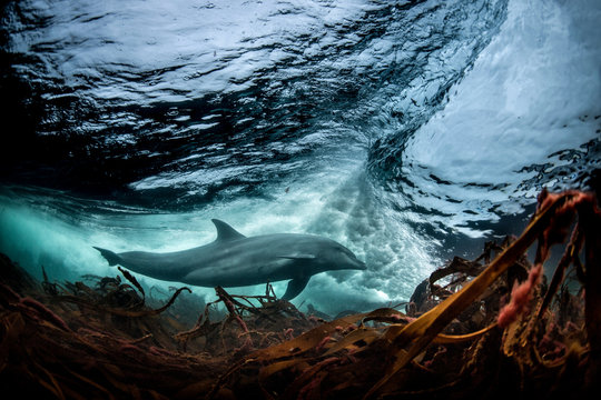 Surfing, Bottlenose dolphin (Tursiops truncates), underwater, low angle view, Doolin, Clare, Ireland