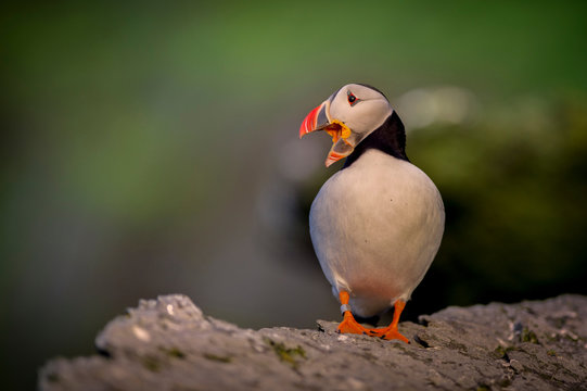 Puffin (Fratercula arctica), resting on rocks, Portmagee, Kerry, Ireland