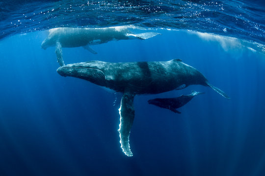 Humpback whales (Megaptera novaeangliae), underwater view, Tonga, Western, Fiji