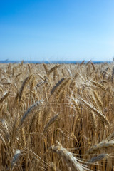 Fototapeta na wymiar Wheat on the field. Plant, nature, rye.