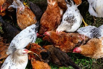 Chickens on the farm. Toned, style, color photo.