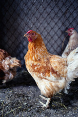 Chickens on the farm. Toned, style, color photo.