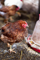 Chickens on the farm. Toned, style, color photo.