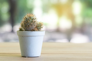 Cactus in a pot with soft light.
