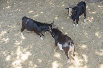 goats in the zoo