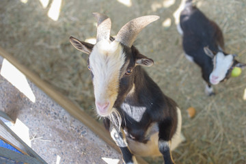 goats in the zoo