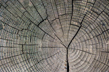 Wood texture with natural patterns