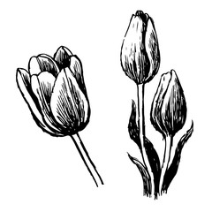 Tulip and leaves hand drawn