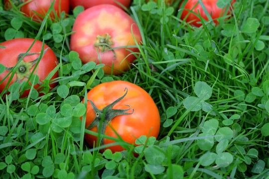 Red tomatoes in the grass