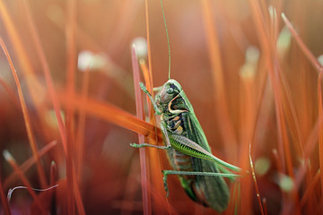Abstract pattern of locust on a grass