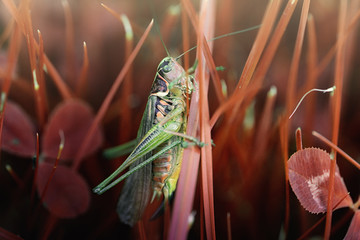 Abstract pattern of locust on a grass