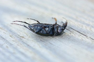 Big black bug lifeless