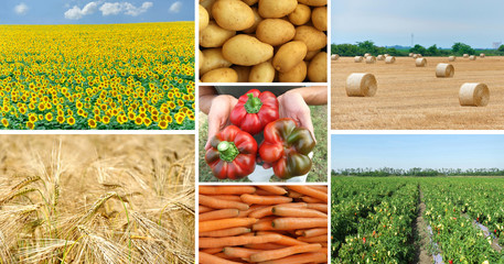 Collage of different images of food production in open fields-sunflowers, wheat, potatoes, peppers and carrots
