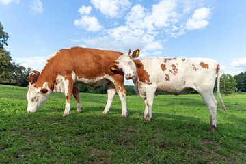 Fototapeta na wymiar Brown and white cows on the summer green field