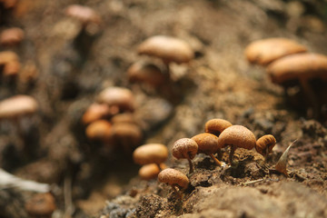 brown mushroom on log