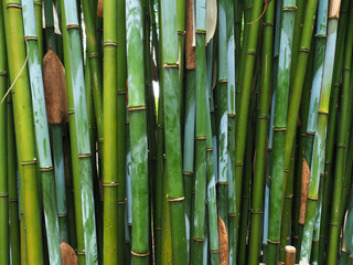 grüne Bambusstämme