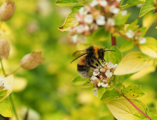Hummel auf Blüte