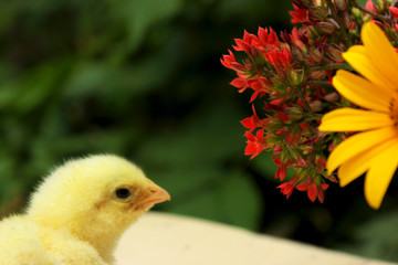 Cute yellow chicken with orange flower and red kalanchoe flower in old rural mug. Summer-autumn nature concept