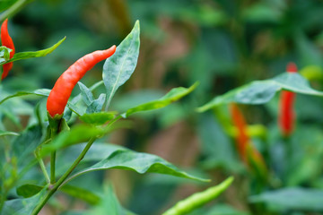 Close up Thai chilli tree agriculteral in organic farm