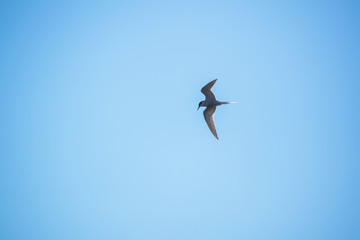 Bird Seagull flying in the sky