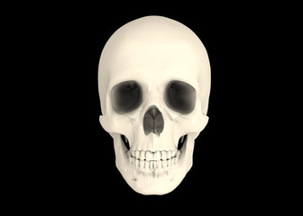 Pirate Skull - 3D