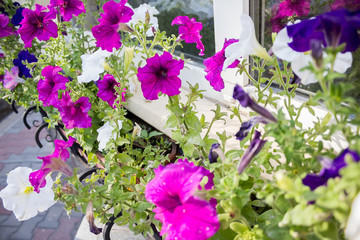 Field of cosmos flower, happy, joy, peace, romance, vivid
