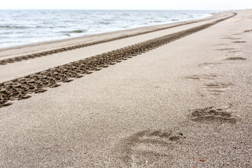 Footprints of brown bear and tire tracks on the sand. Kamchatka, Russia