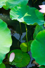 散った蓮の花びら