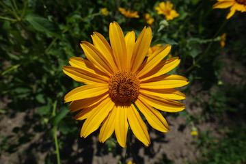 Flower of Heliopsis helianthoides in mid June