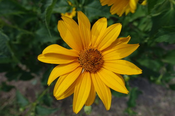 Honey yellow flower of Heliopsis helianthoides in June