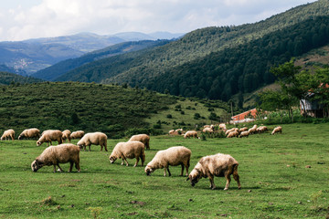 Obraz premium Persembe Plateau , ( Thursday Plateau ) Aybasti, Ordu, Turkey