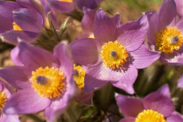 Obraz na płótnie Canvas A group of purple flowers of a pasque flower close up