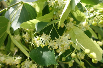 Small yellow green flowers of linden tree