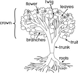 Coloring page. Parts of plant. Morphology of tree with crown, root system, fruits and titles
