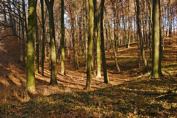 Fototapeta na wymiar Oak forest with sun and shadows in autumn