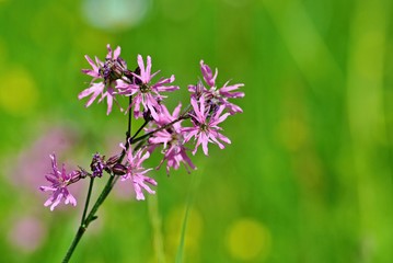 Beautiful violet flowers on a meadow with blurred background