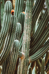 nature poster. green cactus