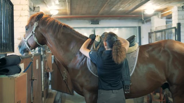 Professional jockey is putting a saddle onto a stallion and regulating it